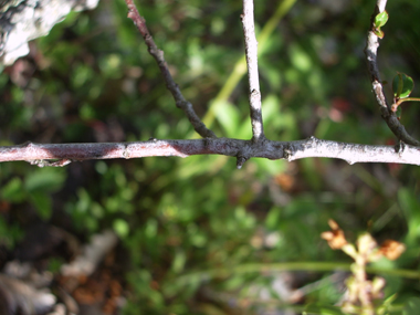 Rameaux alternes non épineux (contrairement au nerprun purgatif). Agrandir dans une nouvelle fenêtre (ou onglet)